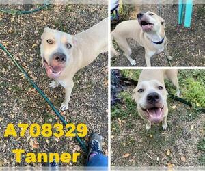 Labrador Retriever Dogs for adoption in San Antonio, TX, USA