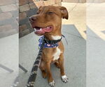 Small #1 Boxer Mix