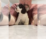 Small Photo #5 Cocker Spaniel Puppy For Sale in COLBERT, GA, USA