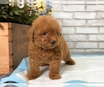 Small Photo #7 Poodle (Toy) Puppy For Sale in LAS VEGAS, NV, USA