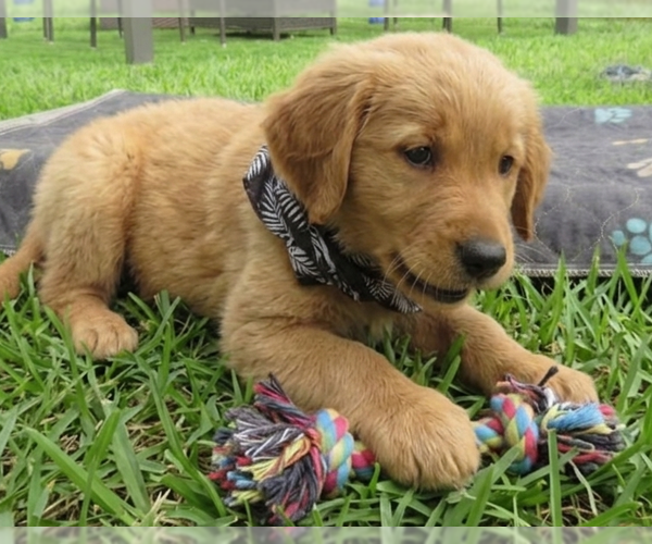 Medium Photo #3 Golden Retriever Puppy For Sale in Grovertown, IN, USA