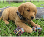 Small #2 Golden Retriever