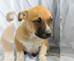 Mutt Dogs for adoption in Conroe, TX, USA
