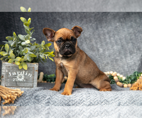 Medium Photo #3 Faux Frenchbo Bulldog-French Bulldog Mix Puppy For Sale in NEW CONCORD, OH, USA