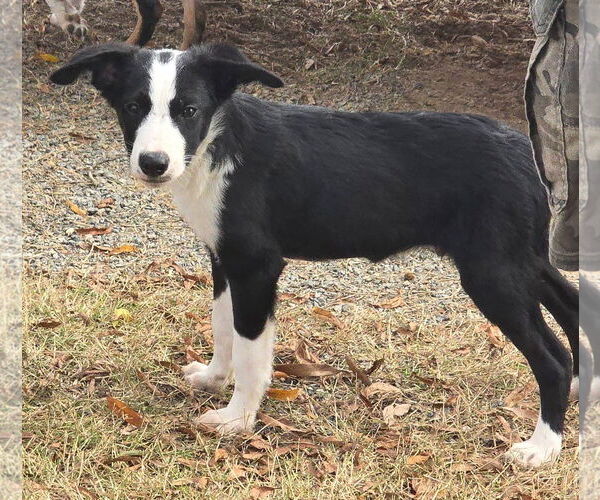 Medium Photo #6 Beagle-Border Collie Mix Puppy For Sale in Alexander, AR, USA