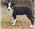 Small #5 Beagle-Border Collie Mix