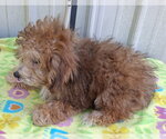 Small Photo #2 Poodle (Toy) Puppy For Sale in Mountain View, MO, USA