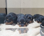 Small Photo #6 Rottweiler Puppy For Sale in ROCKFORD, MI, USA