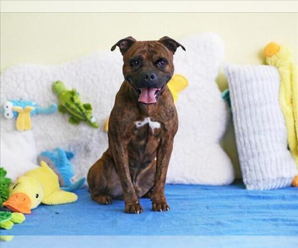 Medium Photo #2 Boxer-Unknown Mix Puppy For Sale in Tavares, FL, USA