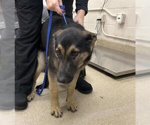 German Shepherd Dog-Unknown Mix Dogs for adoption in Grand Prairie, TX, USA