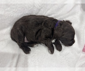 Medium Cockapoo (Miniature)