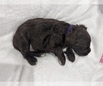 Puppy Purple Cockapoo (Miniature)