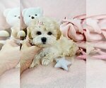 Small #6 Morkie