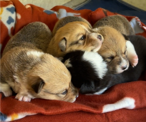 Pembroke Welsh Corgi Litter for sale in MIDLOTHIAN, TX, USA