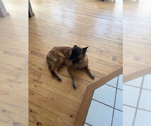Flash - OH - COURTESY POST - Male Mutt Dog for Adoption - Photo #2