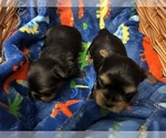 Small Photo #31 Yorkshire Terrier Puppy For Sale in BRIDGETON, NJ, USA