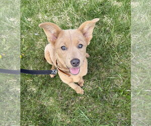 Mutt Dogs for adoption in Grafton, WI, USA