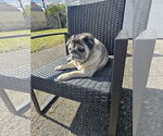 Small #3 Pug