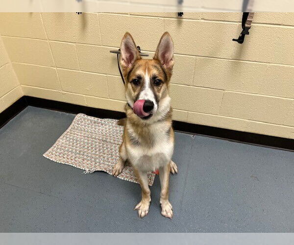 Medium Photo #1 Australian Shepherd-German Shepherd Dog Mix Puppy For Sale in Denver, CO, USA