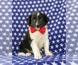 Border Collie Puppy for sale in KIRKWOOD, PA, USA