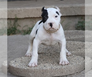American Bully Puppy for sale in CHAMPAIGN, IL, USA