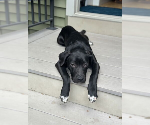 Medium Photo #9 American Pit Bull Terrier-Labrador Retriever Mix Puppy For Sale in Oakhurst, NJ, USA