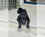 Small #8 American Pit Bull Terrier-Labrador Retriever Mix