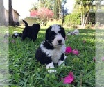 Small Photo #3 Aussiedoodle Miniature  Puppy For Sale in FORT MYERS, FL, USA