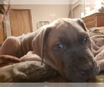 Small Photo #16 Cane Corso Puppy For Sale in MEDARYVILLE, IN, USA