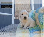 Puppy Yellow Collar Golden Retriever