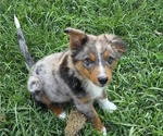 Puppy Stormy Miniature Australian Shepherd