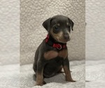 Small #3 Miniature Pinscher