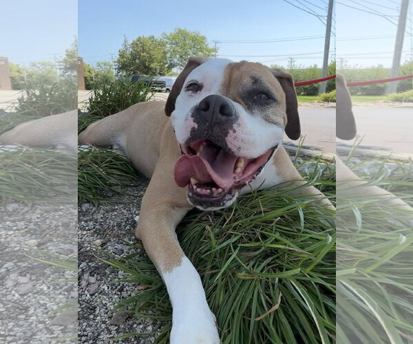 Medium Photo #9 Bull-Boxer Puppy For Sale in Techny, IL, USA