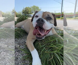 Jade - Female Bull-Boxer Dog for Adoption - Photo #9