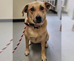 Small #1 Labrador Retriever Mix