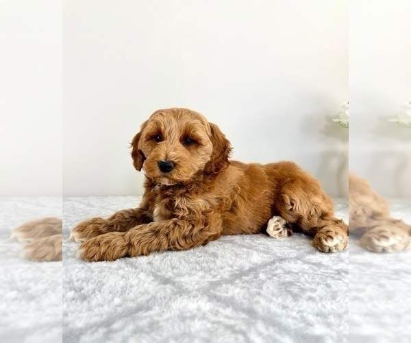 Medium Photo #3 Goldendoodle (Miniature) Puppy For Sale in GREENFIELD, IN, USA