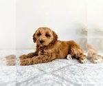 Small #2 Goldendoodle (Miniature)