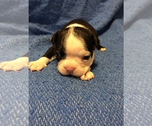 Boston Terrier Puppy for sale in COLEMAN, WI, USA