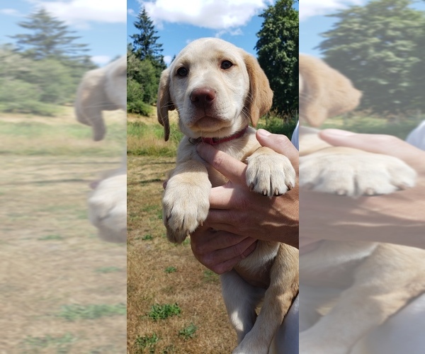 Medium Photo #4 Labrador Retriever Puppy For Sale in OLYMPIA, WA, USA