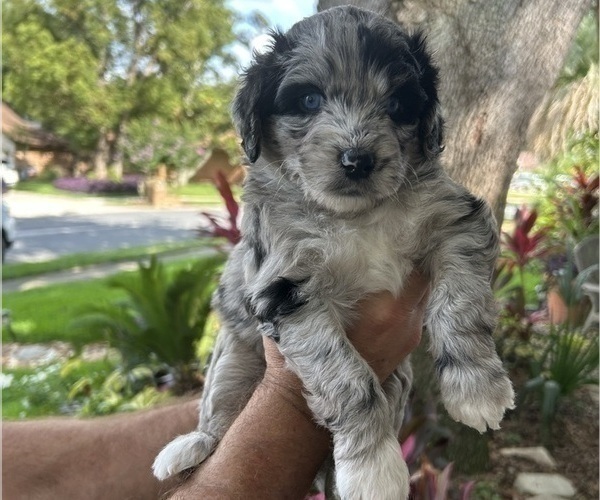 Medium Photo #3 Aussiedoodle Puppy For Sale in LONGWOOD, FL, USA