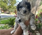 Small Photo #3 Aussiedoodle Puppy For Sale in LONGWOOD, FL, USA