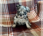 Small #1 French Bulldog
