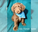 Small #16 Labradoodle-Miniature Australian Shepherd Mix