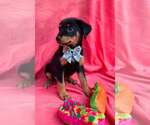 Small Labrador Retriever Mix