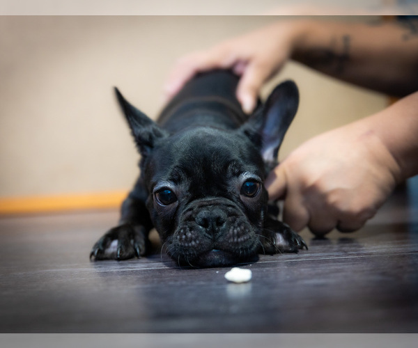 Medium Photo #3 French Bulldog Puppy For Sale in ONTARIO, CA, USA
