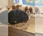 Small Photo #1 Cavalier King Charles Spaniel Puppy For Sale in CLARKSTON, MI, USA