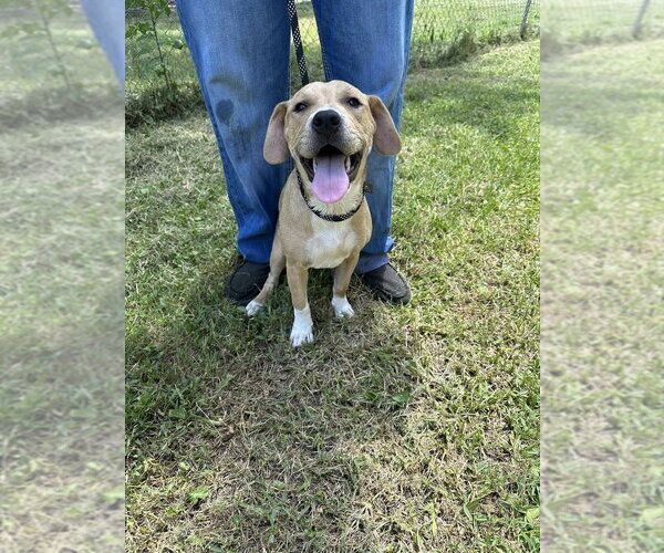 Medium Photo #3 American Pit Bull Terrier-Unknown Mix Puppy For Sale in FRAMINGHAM, MA, USA