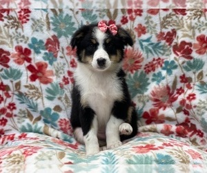 Australian Shepherd Puppy for sale in LAKELAND, FL, USA
