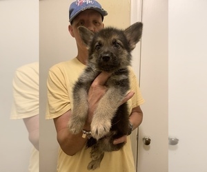 German Shepherd Dog Puppy for Sale in STATESBORO, Georgia USA