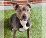 VETTA - Female American Pit Bull Terrier Dog for Adoption - Small photo